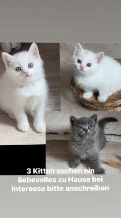 Bkh Kitten
