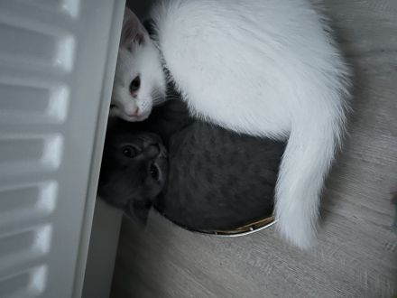 Bkh Kitten
