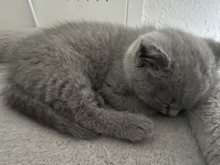 Bkh Kitten
