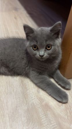 Bkh Kitten