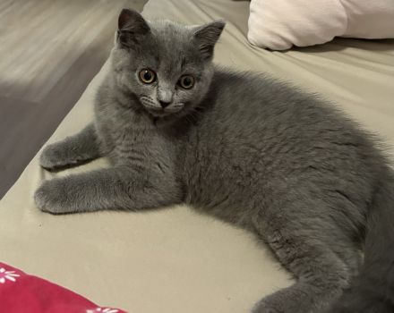 Bkh Kitten