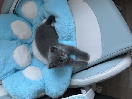 Bkh Kitten