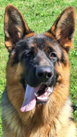 Reinrassiger Deutscher Schäferhund Deckrüde
