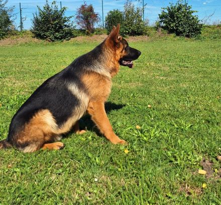 Reinrassiger Deutscher Schäferhund Deckrüde