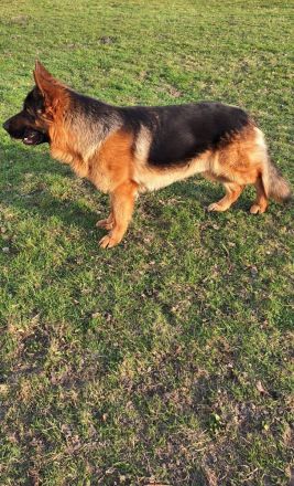Reinrassiger Deutscher Schäferhund Deckrüde