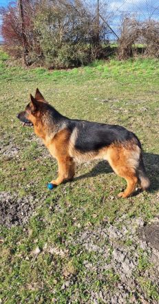 Reinrassiger Deutscher Schäferhund Deckrüde