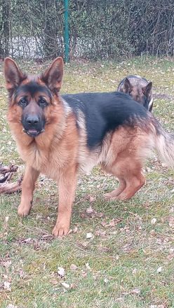 Reinrassiger Deutscher Schäferhund Deckrüde