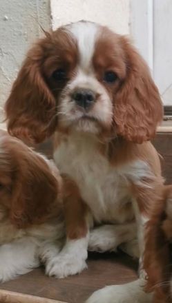 Cavalier-Welpen mit Stammbaum