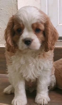 Cavalier-Welpen mit Stammbaum