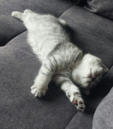 Kitten aus BKH und Siam