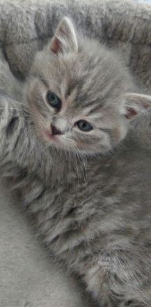 Kitten aus BKH und Siam