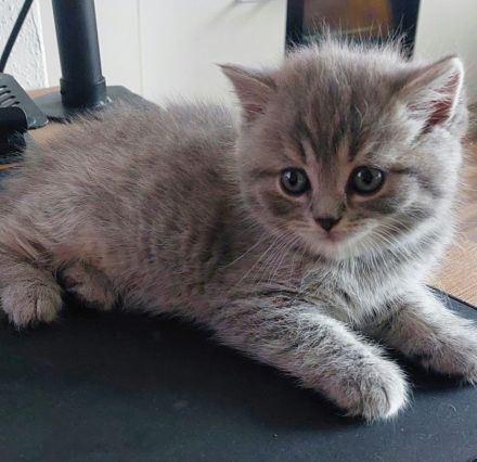 Kitten aus BKH und Siam