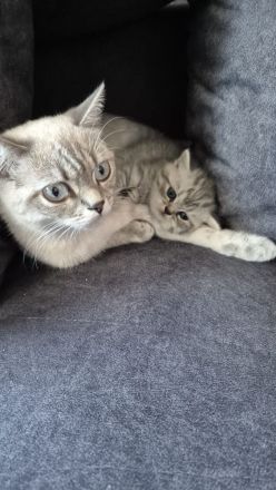 Kitten aus BKH und Siam