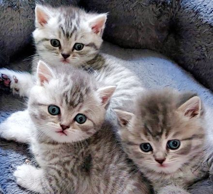 Kitten aus BKH und Siam