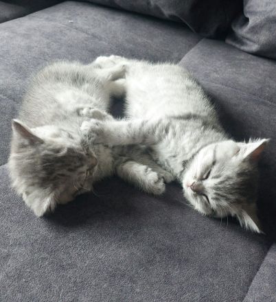 Kitten aus BKH und Siam