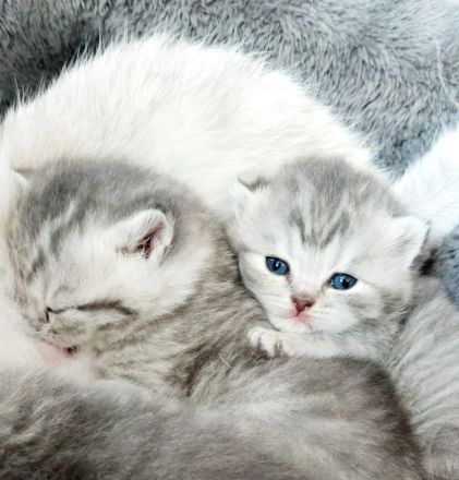 Kitten aus BKH und Siam