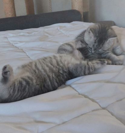 Kitten aus BKH und Siam