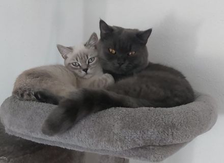 Kitten aus BKH und Siam