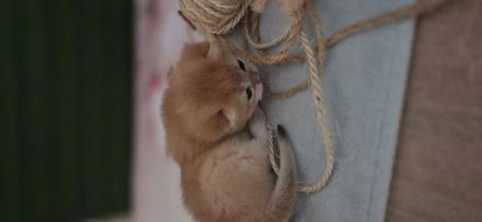 BKH kitten sucht ein liebevolles zu Hause