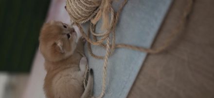 BKH kitten sucht ein liebevolles zu Hause