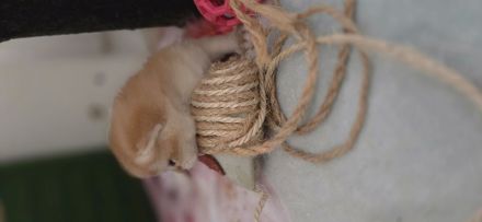 BKH kitten sucht ein liebevolles zu Hause