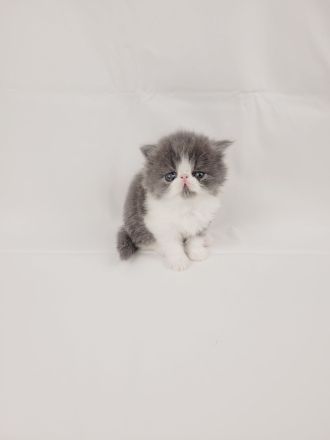 Kitten