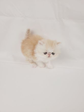 Kitten