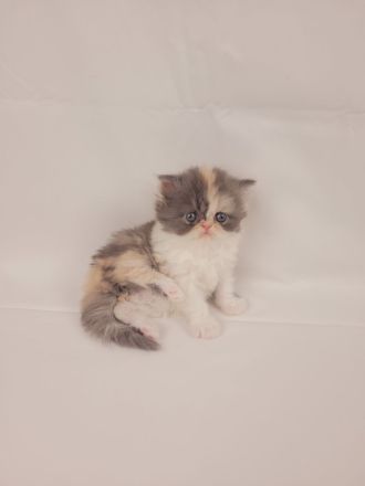 Kitten