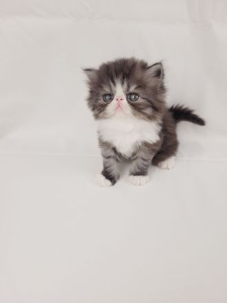 Kitten