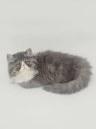 Kitten