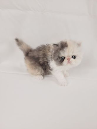 Kitten