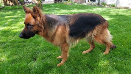 Altdeutsche Schäferhund Welpen