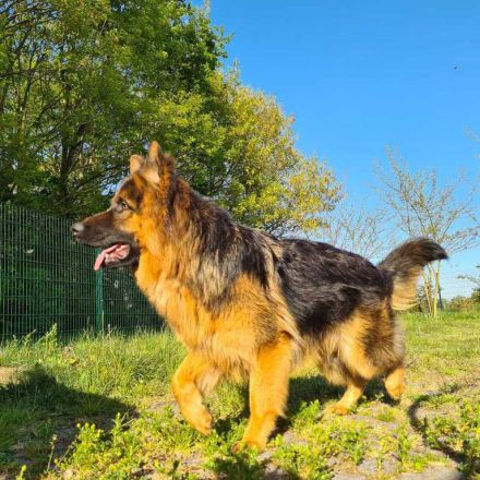 Altdeutsche Schäferhund Welpen