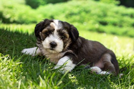 Havaneser - Maltipoo - Mix -Welpen