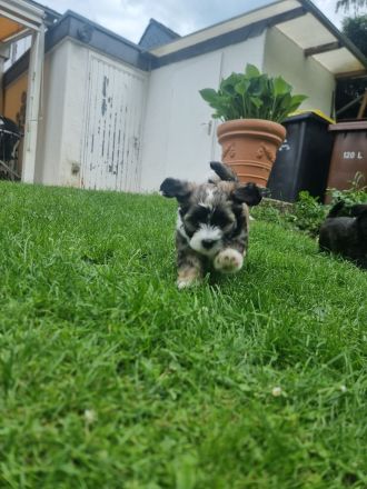 Havaneser - Maltipoo - Mix -Welpen