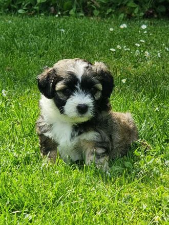 Havaneser - Maltipoo - Mix -Welpen