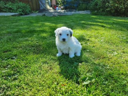 Havaneser - Maltipoo - Mix -Welpen