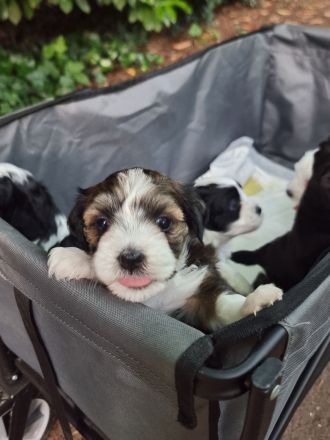 Havaneser - Maltipoo - Mix -Welpen