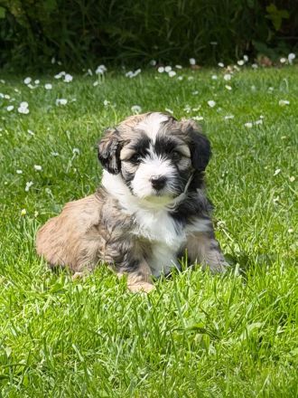 Havaneser - Maltipoo - Mix -Welpen