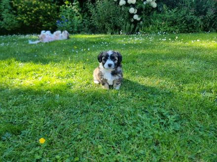 Havaneser - Maltipoo - Mix -Welpen