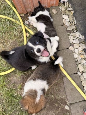 Corgi cardigan Welpen