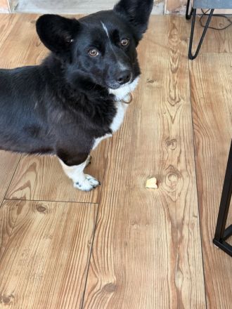 Corgi cardigan Welpen