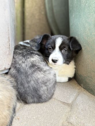 Corgi cardigan Welpen