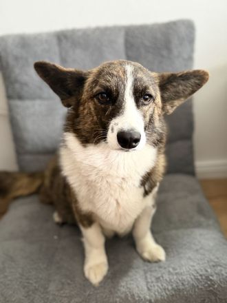 Corgi cardigan Welpen