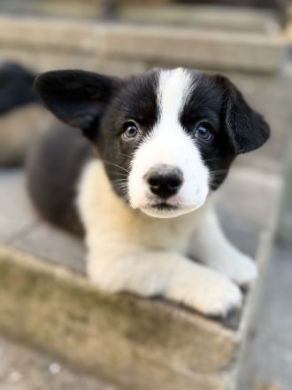 Corgi cardigan Welpen
