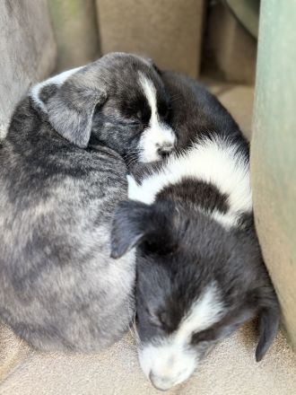 Corgi cardigan Welpen