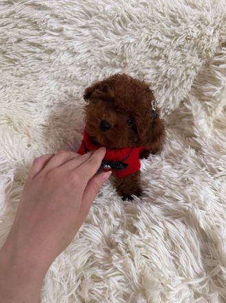 Teacup Pudel Toypudel