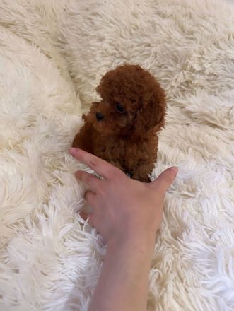 Teacup Pudel Toypudel