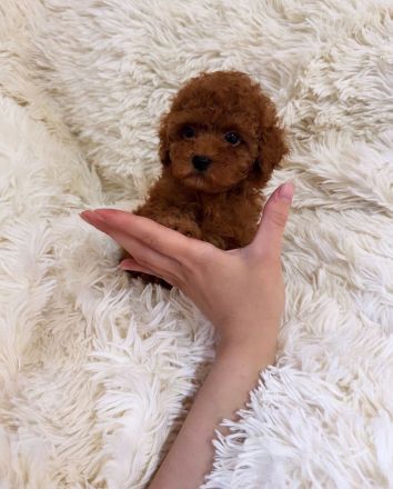 Teacup Pudel Toypudel