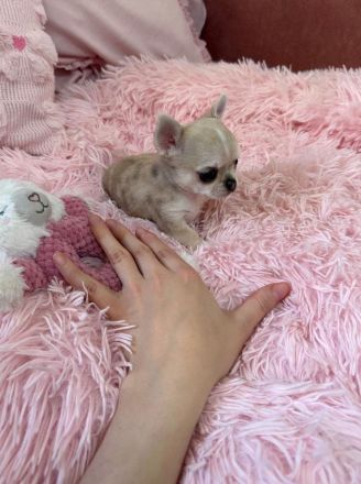 Mini Chihuahua Rüde